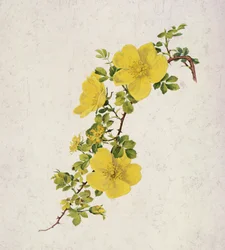 Rosa Foetida